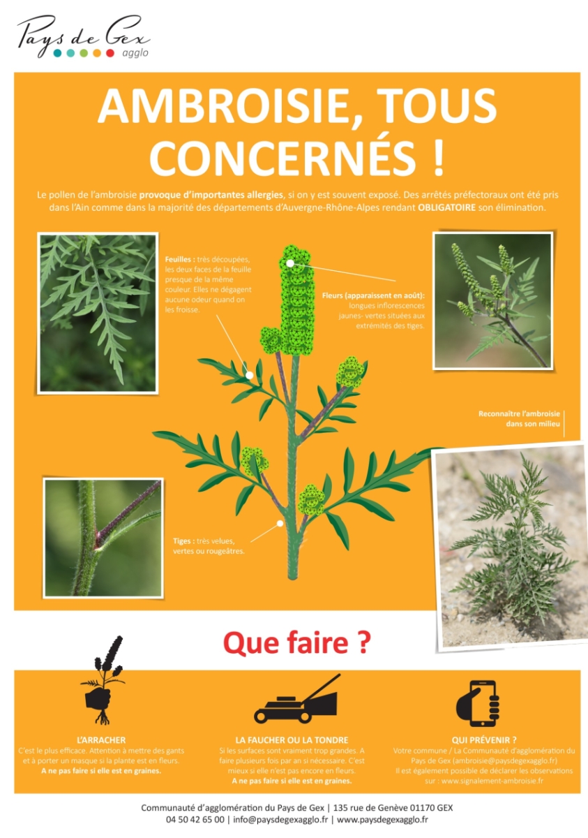 2022-07-21 13_04_40-2020-Poster ambroisie 2020 HD.pdf - Foxit Reader.png